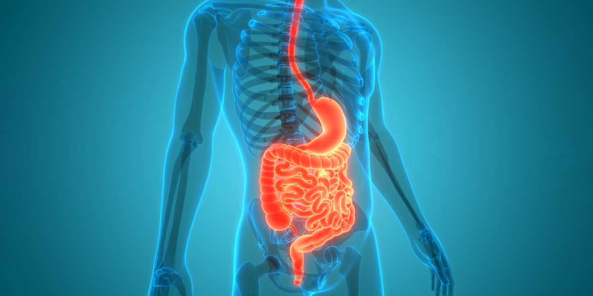 Gastroenteroloji Nedir? Sindirim Sistemi Hastalıklarına Genel Bakış
